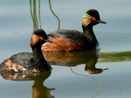 La Albufera de Valencia es el tercer espacio natural de España con mayor cantidad de nidificaciones