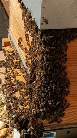 La exposición continua a los neonicotinoides afecta negativamente a las abejas en su reproducción y supervivencia