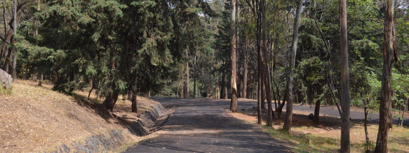Conocen la biodiversidad en el Bosque de Tlalpan