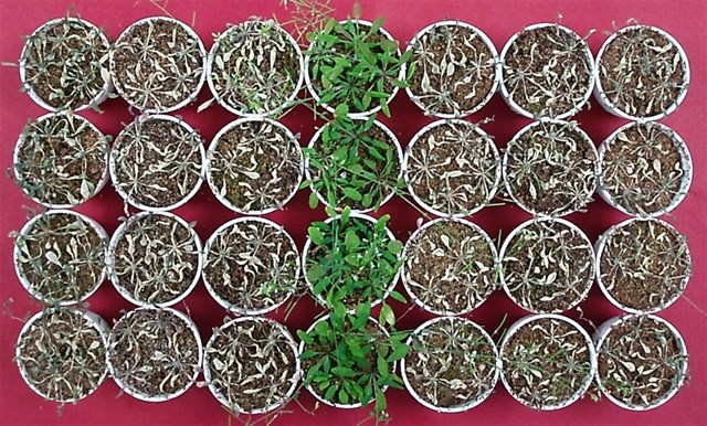 El vinagre ayuda a las plantas a combatir la sequía