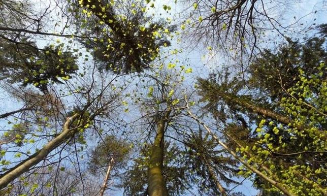 Las hojas de los árboles brotan más tarde debido al calentamiento global