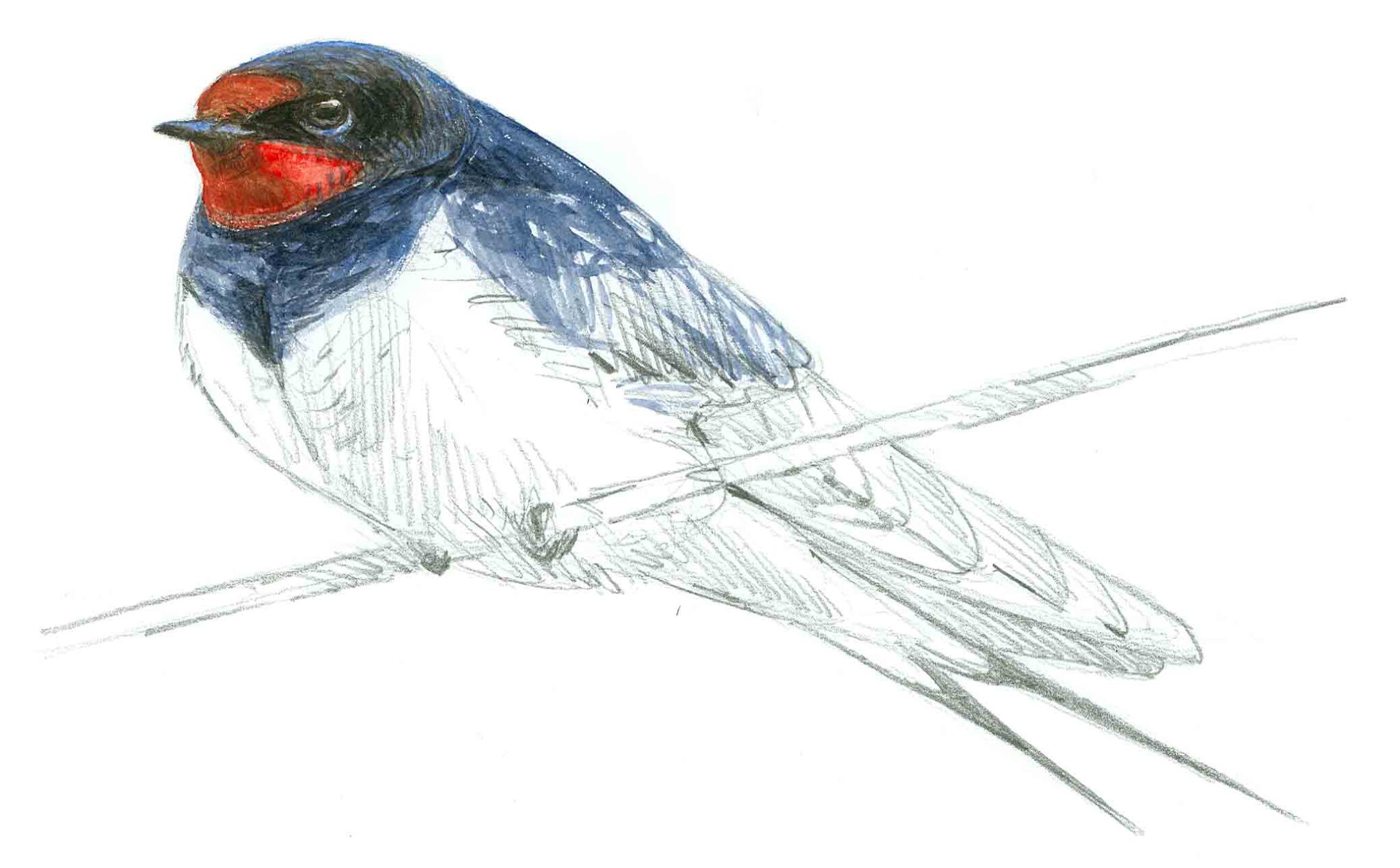 España pierde un millón de golondrinas por año