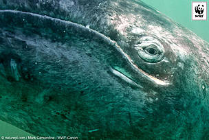 Un respiro para las ballenas amenazadas por una plataforma petrolífera en Rusia