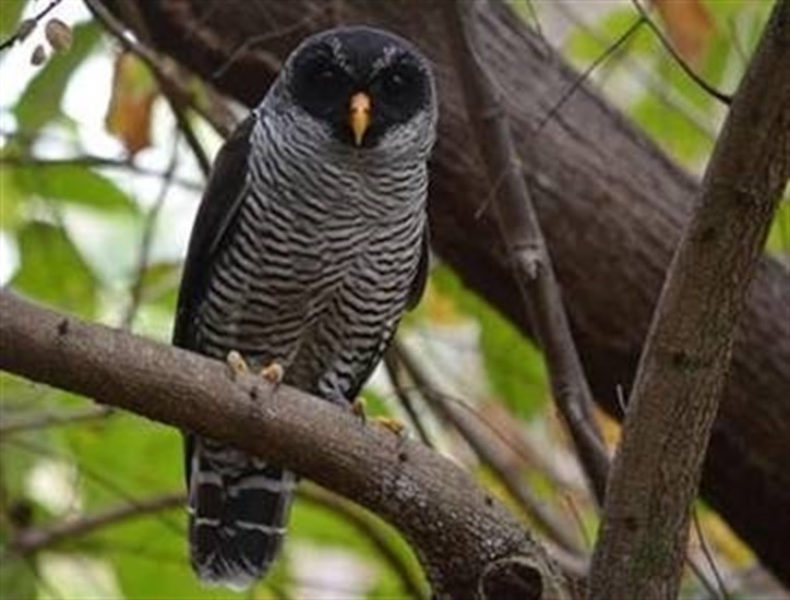 Cuatro especies de aves descubiertas en una de las regiones más amenazadas de Ecuador
