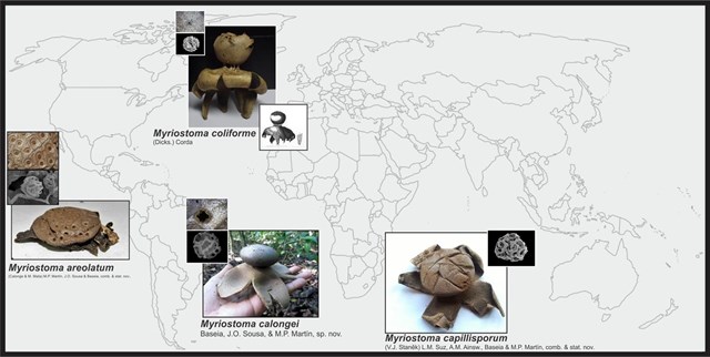 Descubren en Argentina y Brasil una nueva especie de hongo del género Myriostoma