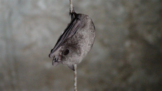 España puede y debe adherirse al Convenio Europeo de Conservación de Murciélagos