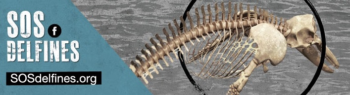 Varias ONG de defensa animal piden al COI que no permita el uso de cetáceos en la inauguración de los Juegos de Invierno