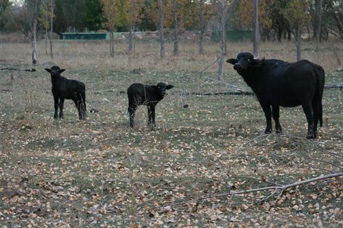 Teruel. Laguna del Cañizar