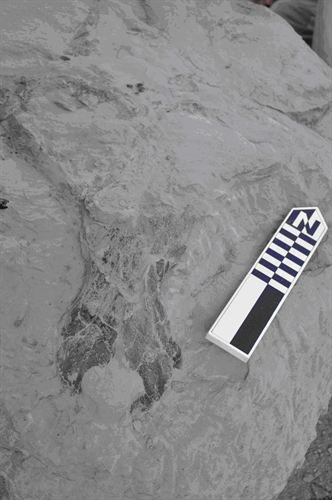 Descubiertos restos del oso-perro en Tarrega (Lleida)