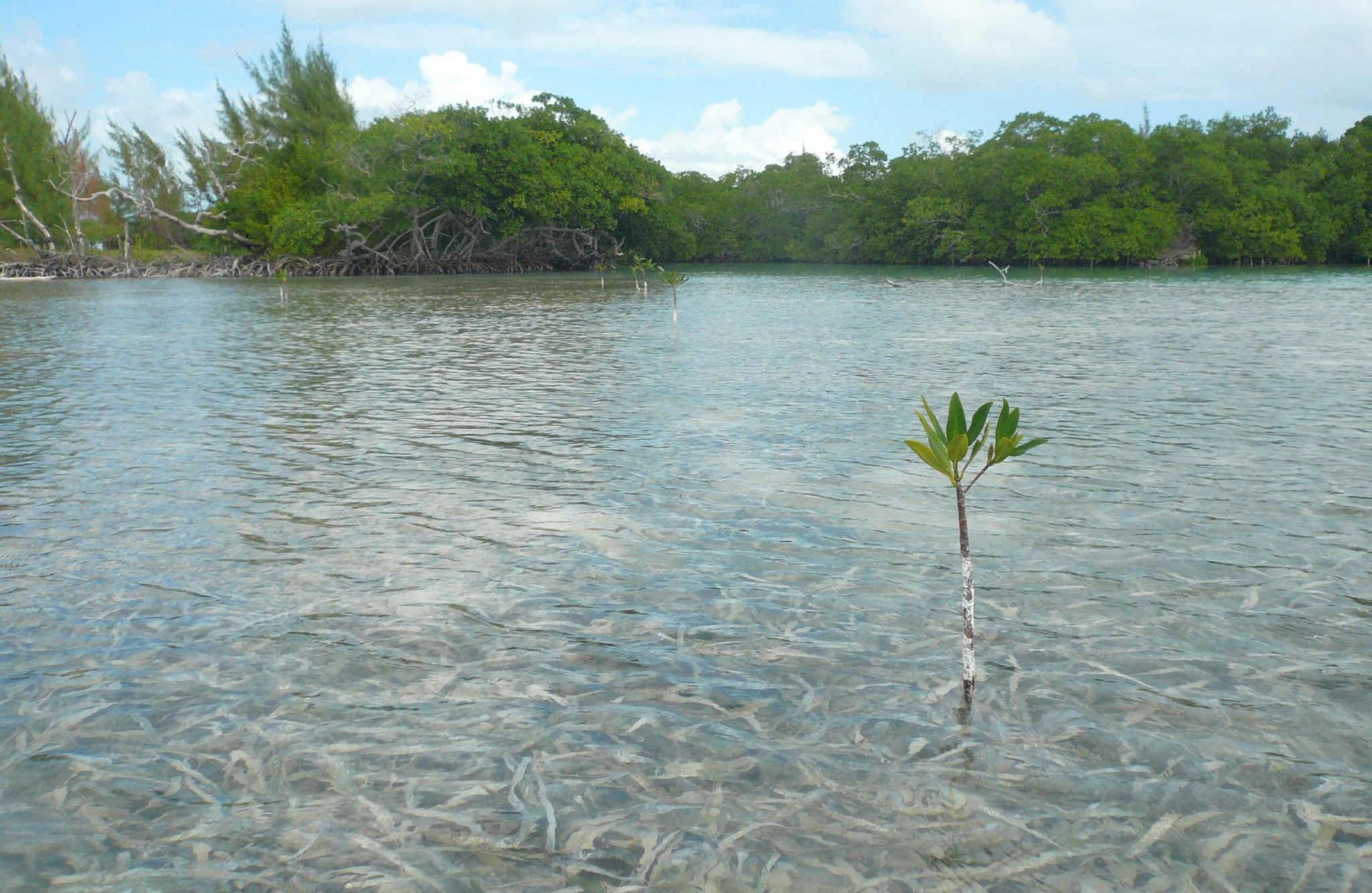 Humedales y calentamiento global
