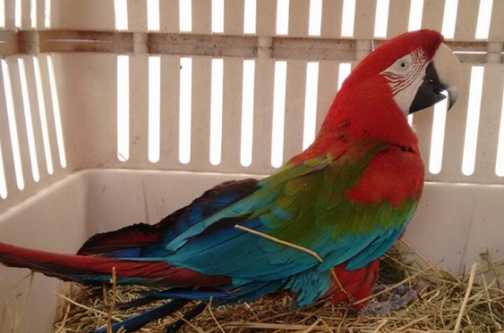 Argentina: Trasladan a Corrientes a un guacamayo rojo secuestrado en Córdoba