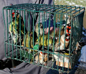 Delincuente denunciado en Barcelona por capturar pájaros fringílidos