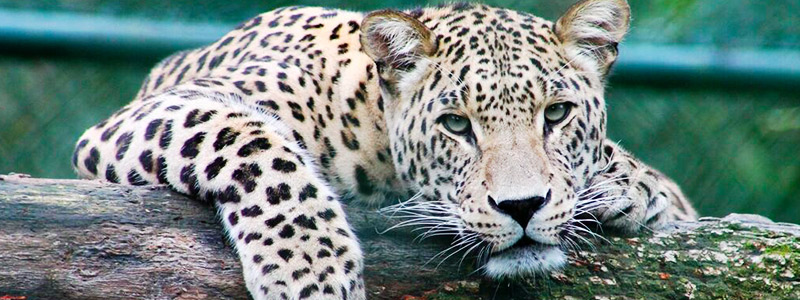 México. Censarán los jaguares en Sinaloa