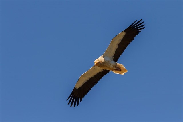 Un joven alimoche recuperado en el centro de Ilundáin ya está camino de África