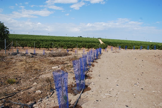 Miles de plantas para los campos agrícolas