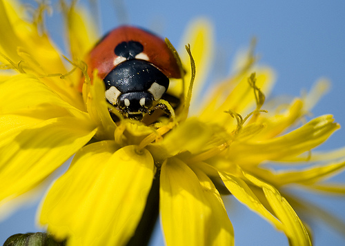 2010: Año Internacional de la biodiversidad
