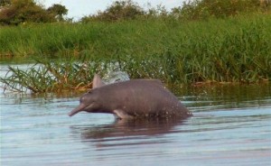 Solicitan al Parlamento venezolano respaldo en contra de la captura de toninas