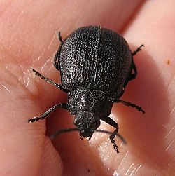 Una plaga de galeruca que afecta a varios espacios arbolados de Toledo