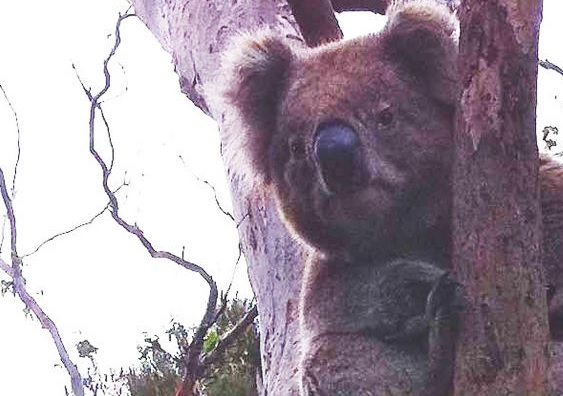 Los koalas tienen un órgano especial para emitir ronquidos de seducción
