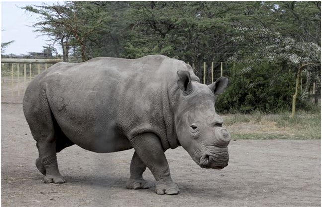 Fallece uno de los últimos seis rinocerontes blancos del norte que quedaban en el mundo