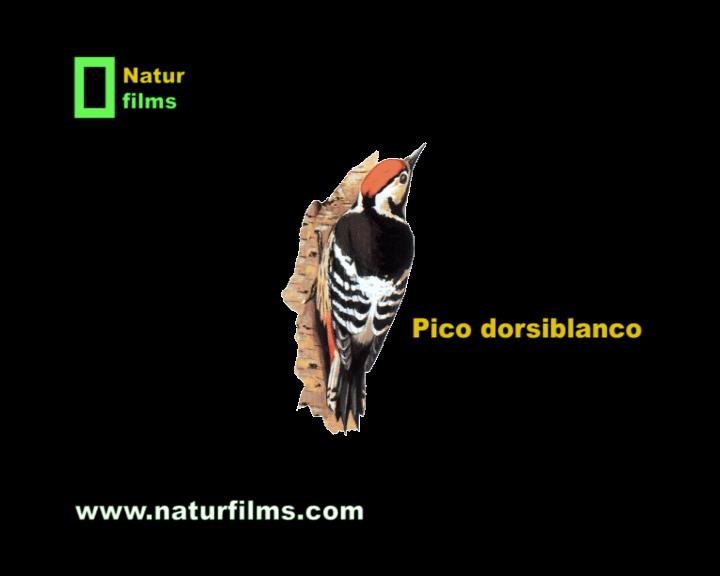 Ecologistas y vecinos denuncian la construcción ilegal de una cantera en el espacio natural protegido de Irati