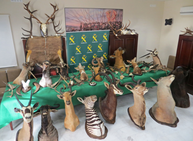 La prohibición de aerolíneas de transportar trofeos de caza no afecta a España