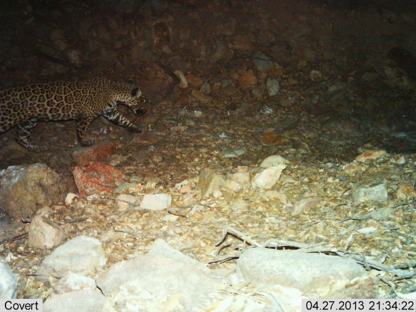 Jaguar mexicano cruza la frontera de Estados Unidos