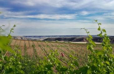 Proyecto para ahorrar agua de riego en viñedos