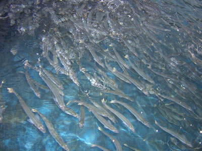 La UE ve la acuicultura como arma contra la sobrepesca