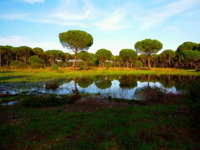 Doñana celebra sus 46 años con la inclusión en la Lista Verde