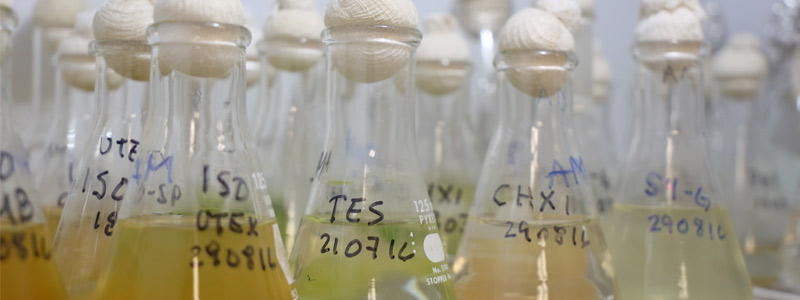 Energía verde: biocombustible de microalgas