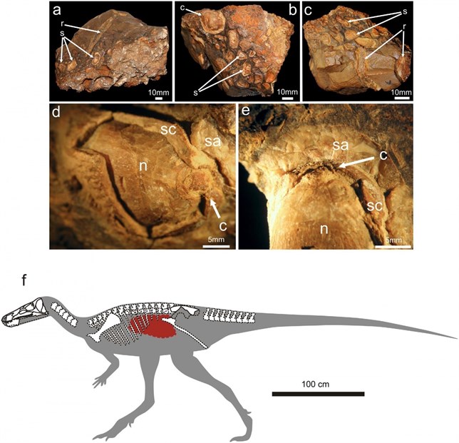 Hallado en Patagonia un dinosario con su última comida en las entrañas