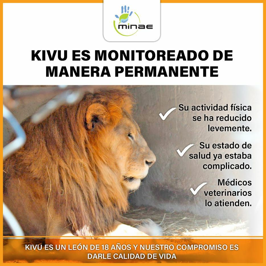 Costa Rica. Qué le pasa al león Kivú
