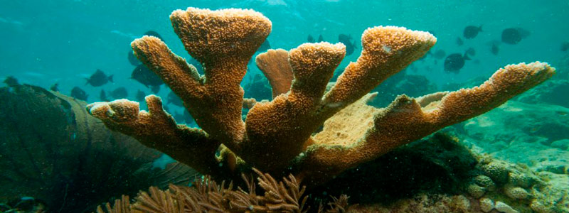 Conoce la biodiversidad marina de Yucatán