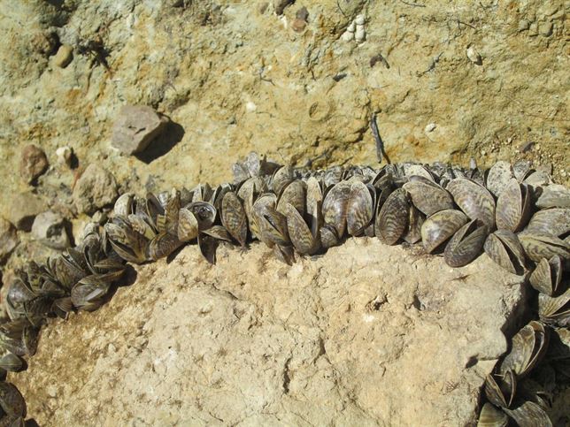 Regulan la pesca en tres embalses de Málaga para evitar la proliferación del mejillón cebra