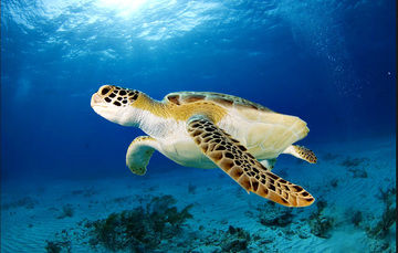 Comprometidos con el medio ambiente