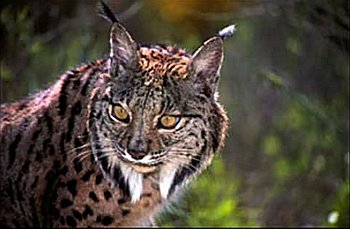 Liberan dos linces en los Montes de Toledo