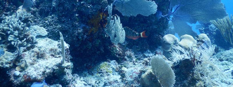 Mahahual: el colapso del arrecife más prístino del Caribe