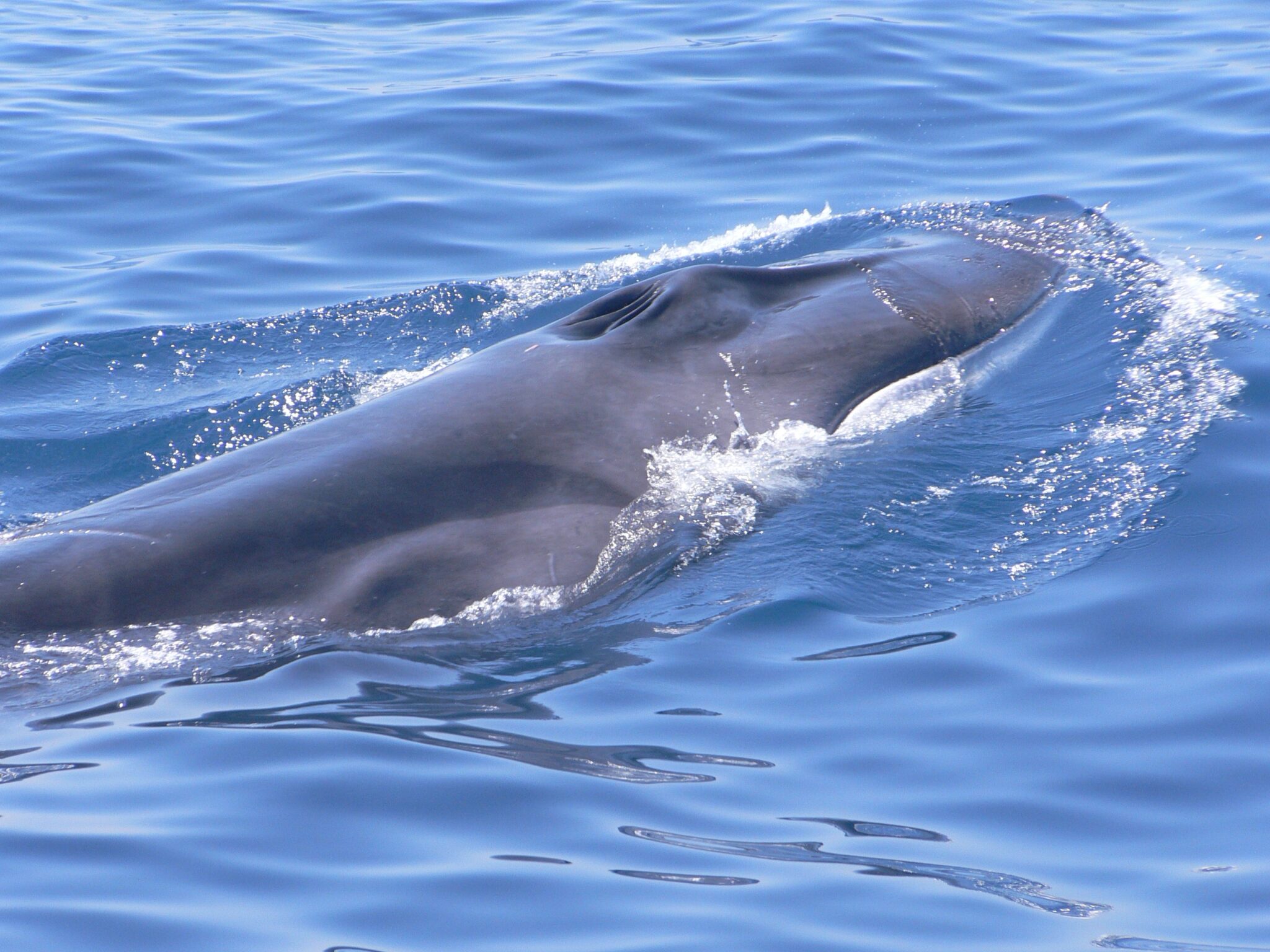 Voluntarios de 10 países participan desde el lunes en una nueva campaña de búsqueda de rorcuales en el Estrecho