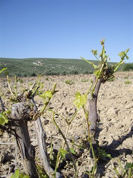 Castilla – La Mancha rechaza agilizar las licencias a cazadores para acabar con plaga de conejos