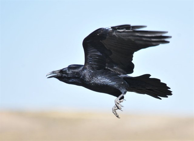 Los cuervos planifican acciones como humanos y simios