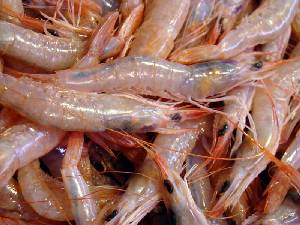 Se regulará la pesca de la gamba rosada para asegurar la sostenibilidad de la especie