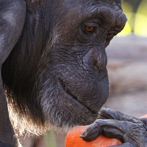 Jueces de Nueva York rechazan que los chimpancés en cautiverio tengan derechos como las personas