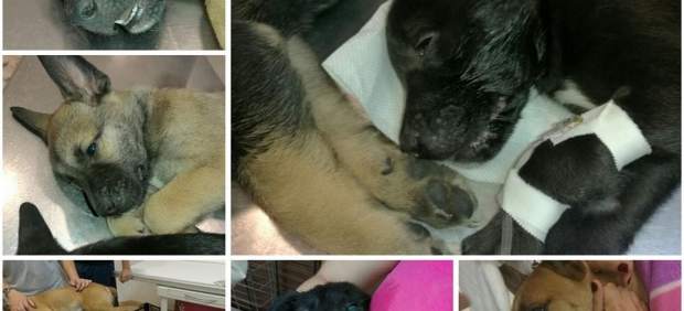 Denuncian la muerte de siete perros en Jaén tras pasar horas en un maletero