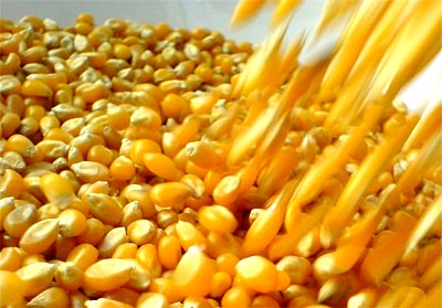 El cambio climático influye en el aumento del precio del maíz y el trigo