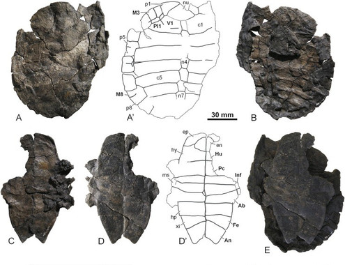 Luz sobre una nueva especie fósil de tortuga en Teruel