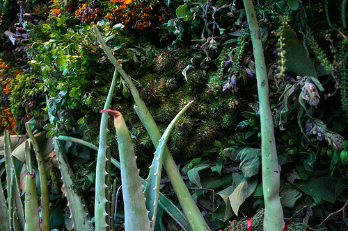 El número de plantas conocidas pasa de un millón a 400.000