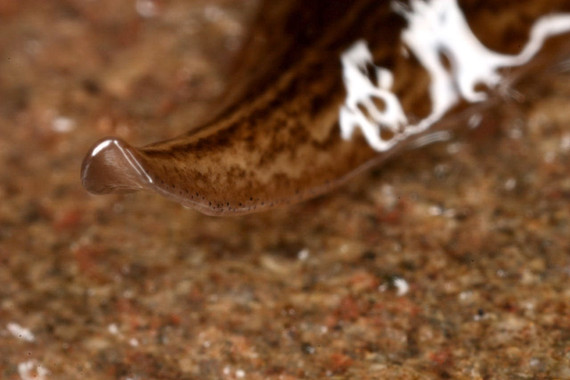 La ‘Obama nungara’ invade Europa