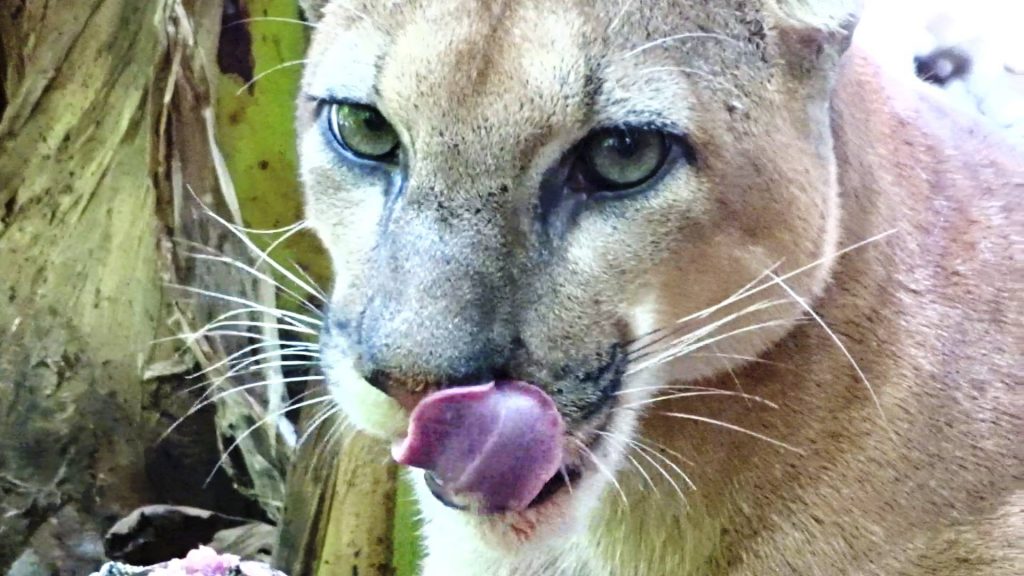 Costa Rica. Puma devoró mascota mientras dueña de la casa dormía