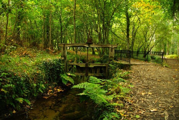 Recuperan el Eucaliptal de Chavín